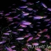 anthias_purple_cc_mb_h_0357_png5978.jpg